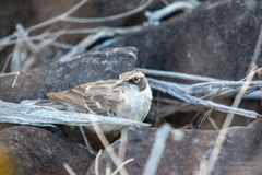 Mimus parvulus barringtoni