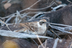 Mimus parvulus barringtoni