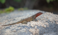 Microlophus barringtonensis