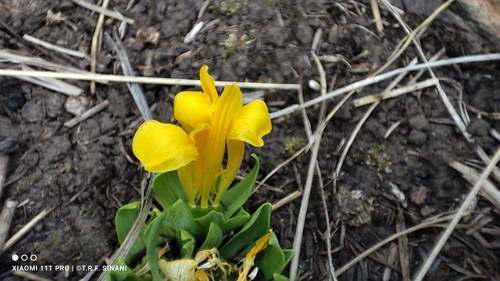Alstroemeria pygmaea (Alstroemeria pygmaea)