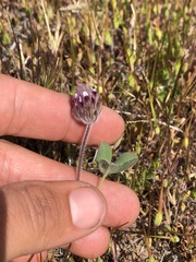 Trifolium albopurpureum