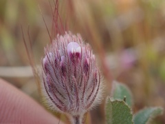 Trifolium albopurpureum