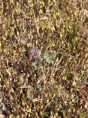 Trifolium albopurpureum