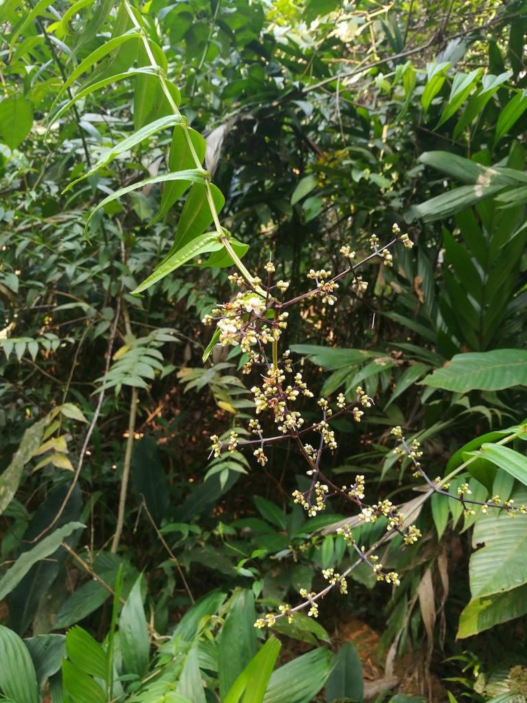 Pseudodissochaeta subsessilis