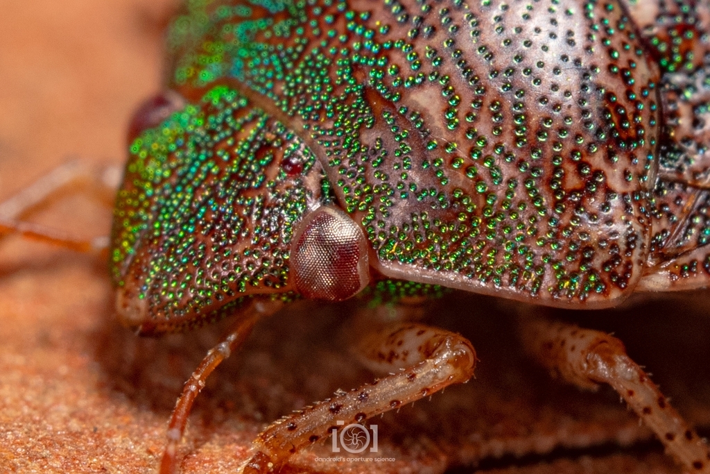 Gold-specked Scutellerid
