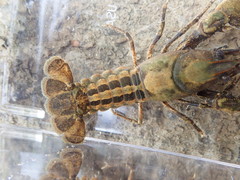Cambarus extraneus