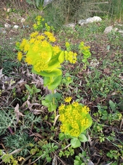 Smyrnium perfoliatum rotundifolium