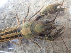 Cambarus extraneus