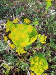 Smyrnium perfoliatum rotundifolium