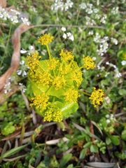 Smyrnium perfoliatum rotundifolium