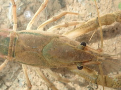 Procambarus lophotus