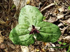 Trillium stamineum