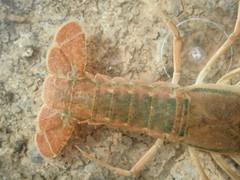 Procambarus lophotus