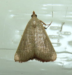 Hypsopygia albidalis