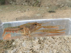Procambarus lophotus