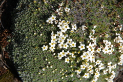 Alpine Forget-Me-Not (Myosotis pulvinaris)