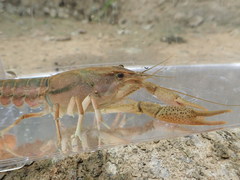 Procambarus lophotus