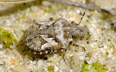 Phimodera humeralis