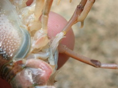 Procambarus lophotus