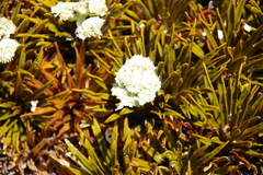 Aciphylla simplex, photograph (c) Eric Knight, some rights reserved (CC BY)