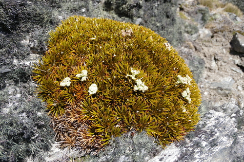 Aciphylla simplex, photograph 4