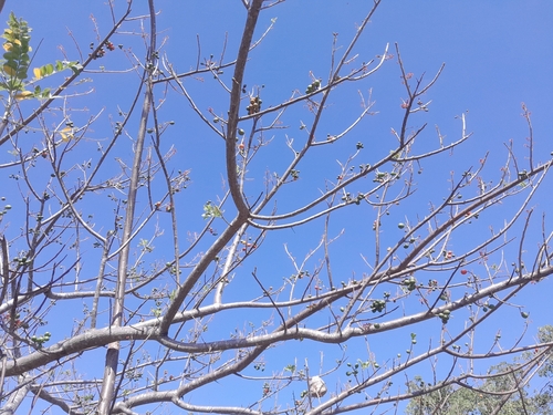 Foto de Ciriguela