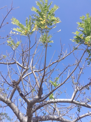 Foto de Ciriguela