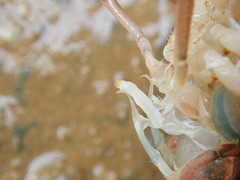 Procambarus lophotus