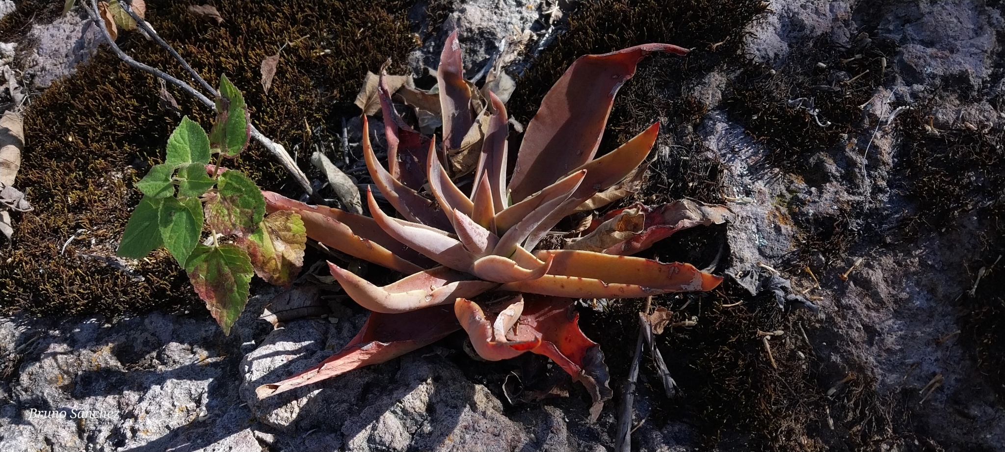 Imagem de Rosa-de-pedra