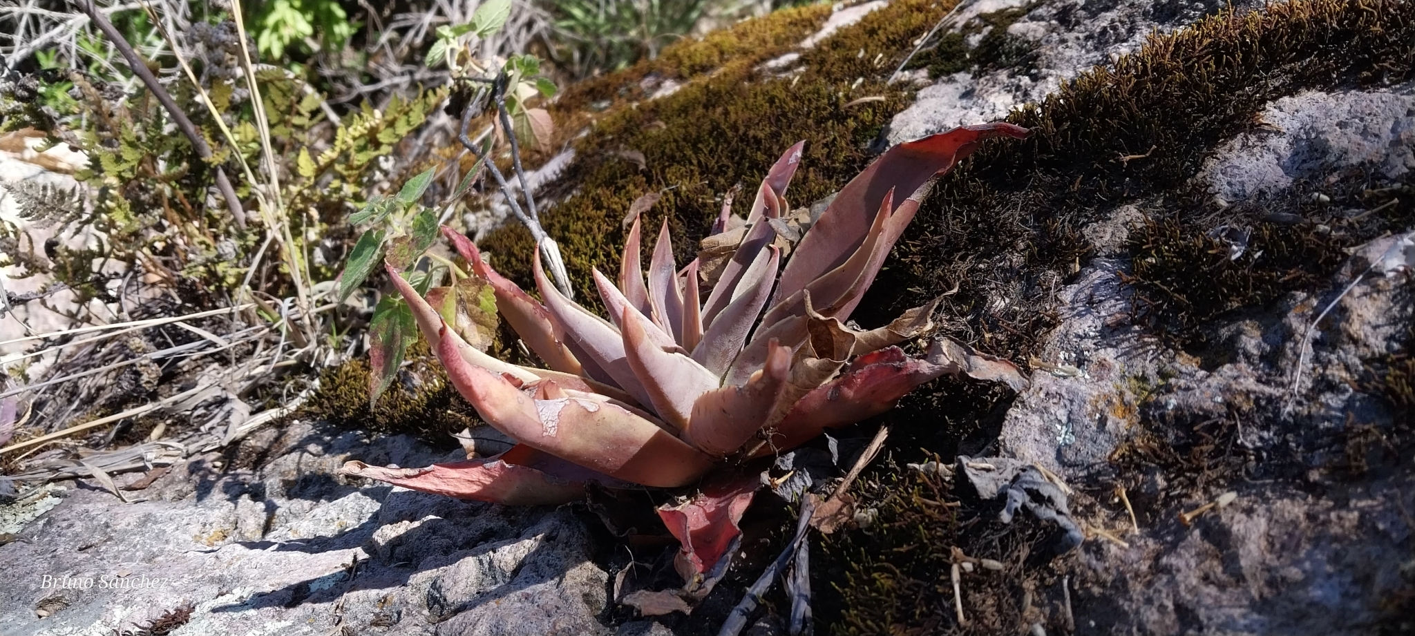 Imagem de Rosa-de-pedra
