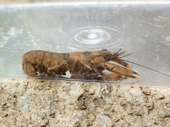 Faxonius erichsonianus