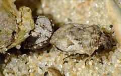 Phimodera humeralis