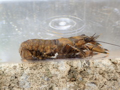 Faxonius erichsonianus