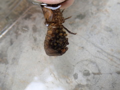 Faxonius erichsonianus