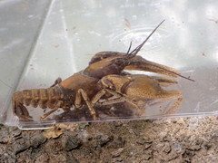 Cambarus girardianus