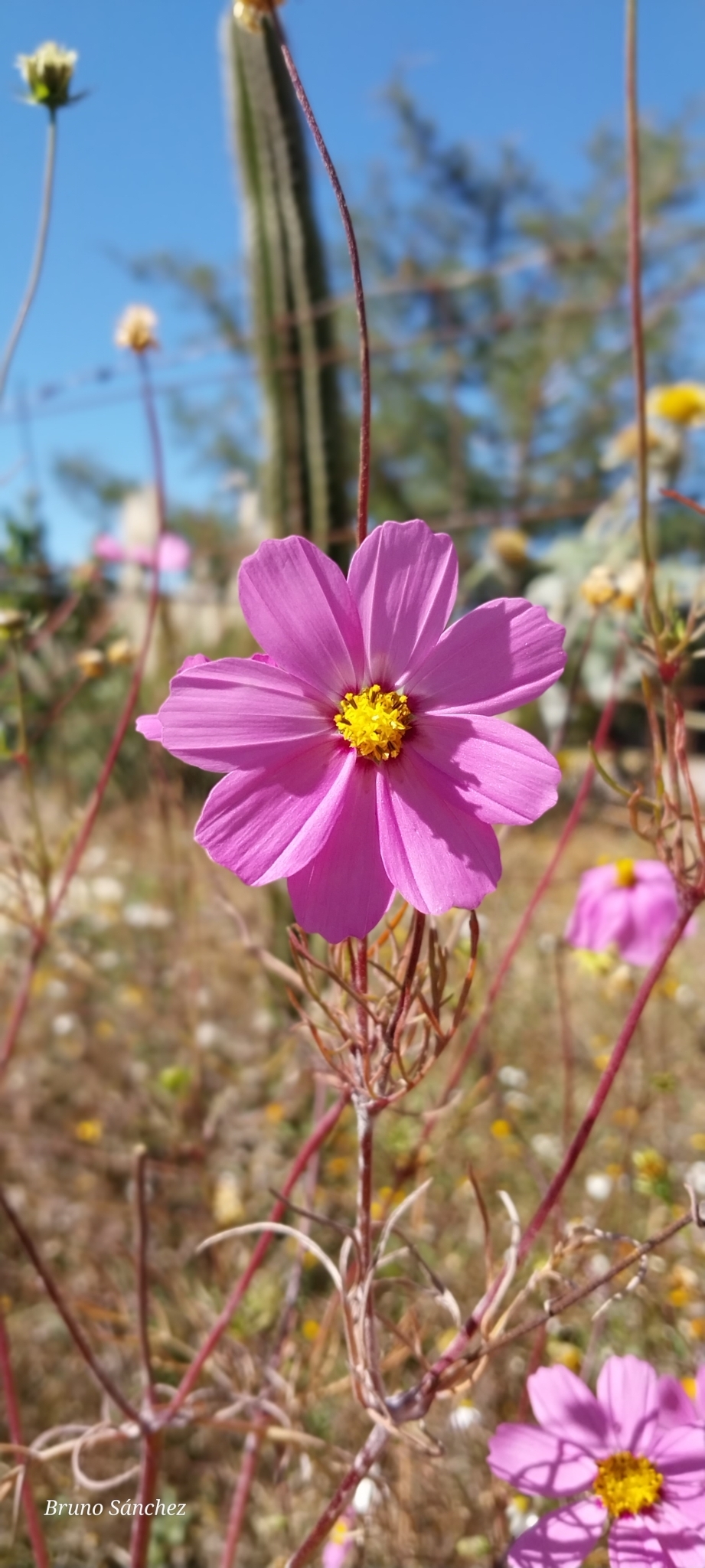 Imagem de Margarida-dos-jardins