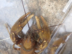 Cambarus girardianus