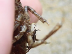 Cambarus girardianus