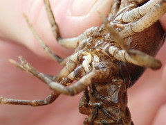 Cambarus girardianus