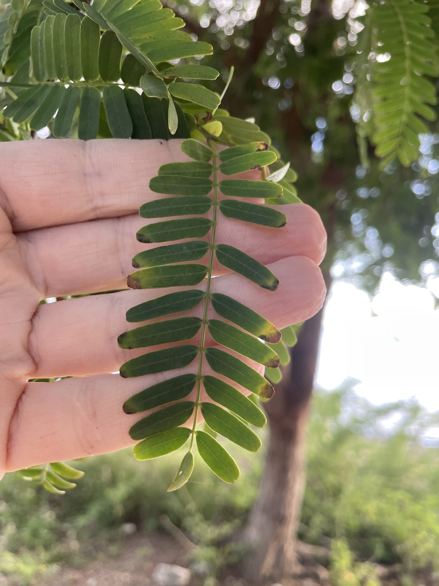 Imagem de Tamarindo