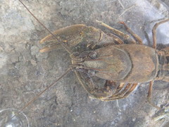 Cambarus extraneus
