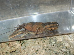 Cambarus extraneus
