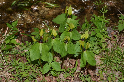 Image of Trillium tennesseense by (c) Brian Finzel, some rights reserved (CC BY-SA)