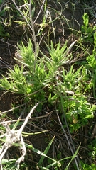 Lithospermum ruderale