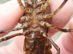 Cambarus extraneus