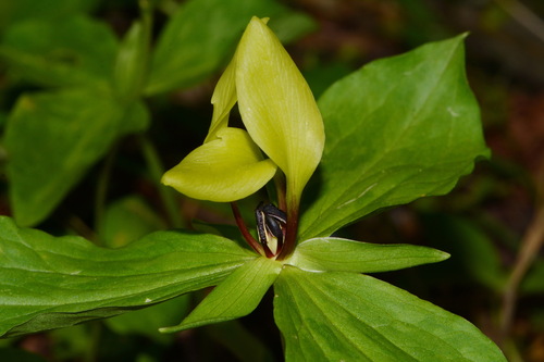 Image of Trillium tennesseense by (c) Brian Finzel, some rights reserved (CC BY-SA)