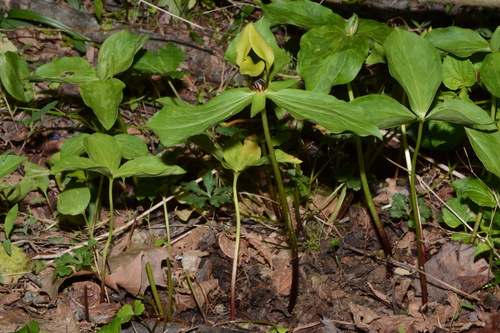 Image of Trillium tennesseense by (c) Brian Finzel, some rights reserved (CC BY-SA)
