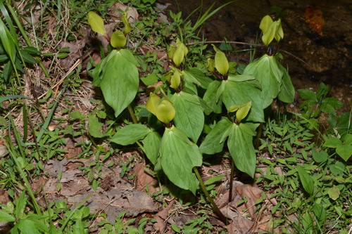 Image of Trillium tennesseense by (c) Brian Finzel, some rights reserved (CC BY-SA)