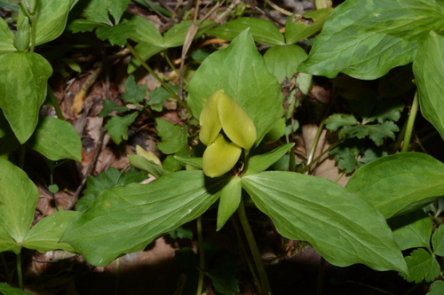 Image of Trillium tennesseense by (c) Brian Finzel, some rights reserved (CC BY-SA)