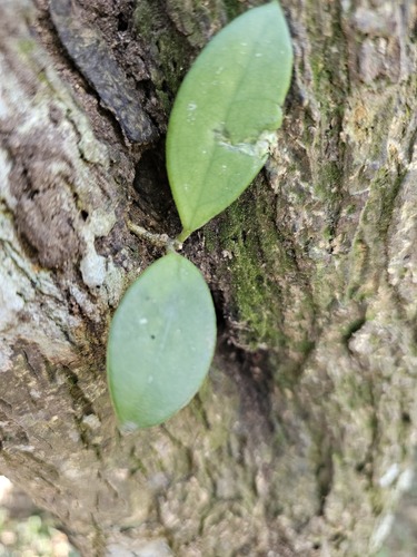 Foto de Flor-de-cera